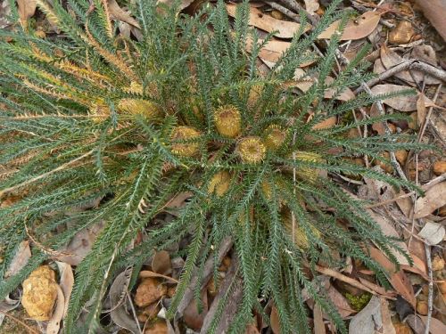 <i>Dryandra lindleyana</i> subsp. <i>lindleyana</i> var. <i>lindleyana</br>(Banksia dallanneyi</i> subsp. <i>dallanneyi</i> var. <i>dallanneyi)</i><h6>Photo: Margaret Pieroni</h6></br></br>