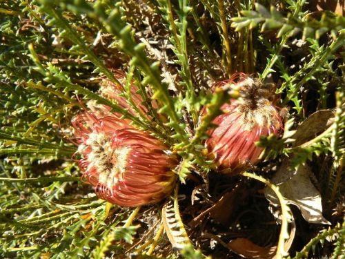 <i>Dryandra lindleyana</i> subsp. <i>lindleyana</i> var. <i>lindleyana</br>(Banksia dallanneyi</i> subsp. <i>dallanneyi</i> var. <i>dallanneyi)</i><h6>Photo: Margaret Pieroni</h6></br></br>