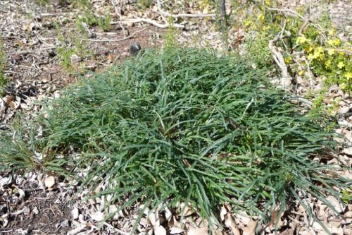 <i>Dryandra lindleyana</i> subsp. <i>lindleyana</i> var. <i>melliculla</br>(Banksia dallanneyi</i> subsp. <i>dallanneyi</i> var. <i>melliculla)</i><h6>Photo: Kim Sarti</h6></br></br>