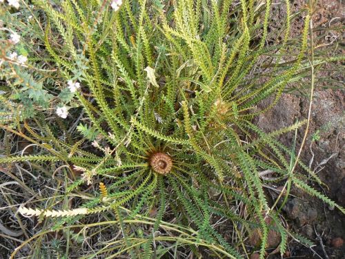 <i>Dryandra lindleyana</i> subsp. <i>pollosta</br>(Banksia dallanneyi</i> subsp. <i>pollosta)</i><h6>Photo: Margaret Pieroni</h6></br></br>