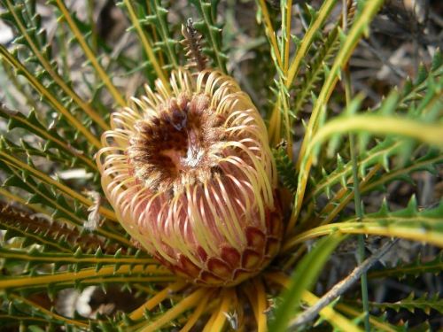 <i>Dryandra lindleyana</i> subsp. <i>pollosta</br>(Banksia dallanneyi</i> subsp. <i>pollosta)</i><h6>Photo: Margaret Pieroni</h6></br></br>