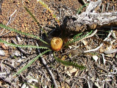 <i>Dryandra lindleyana</i> subsp. <i>sylvestris</br>(Banksia dallanneyi</i> subsp. <i>sylvestris)</i><h6>Photo: Margaret Pieroni</h6></br></br>