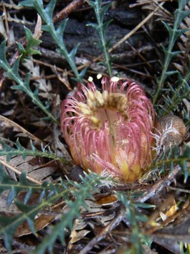 <i>Dryandra lindleyana</i> subsp. <i>sylvestris</br>(Banksia dallanneyi</i> subsp. <i>sylvestris)</i><h6>Photo: Margaret Pieroni</h6></br></br>