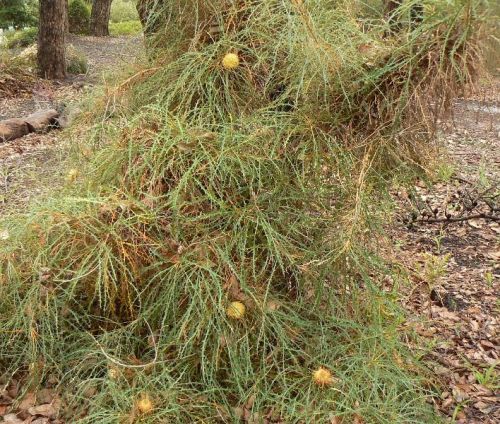 <i>Dryandra longifolia</i> subsp. <i>calcicola</br>(Banksia prolata</i> subsp. <i>calcicola)</i><h6>Photo: Margaret Pieroni</h6></br></br>