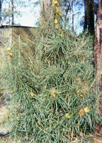 <i>Dryandra longifolia</i> subsp. <i>longifolia</br>(Banksia prolata</i> subsp. <i>prolata)</i><h6>Photo: Margaret Pieroni</h6></br></br>