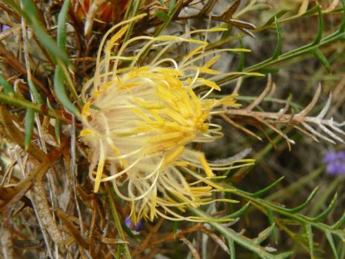 <i>Dryandra meganotia</i> subsp. <i>meganotia</br>(Banksia meganotia)</i><h6>Photo: Margaret Pieroni</h6></br></br>