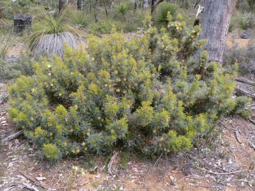 <i>Dryandra meganotia</i> subsp. <i>recurvistylis</br>(Banksia recurvistylis)</i><h6>Photo: Margaret Pieroni</h6></br></br>