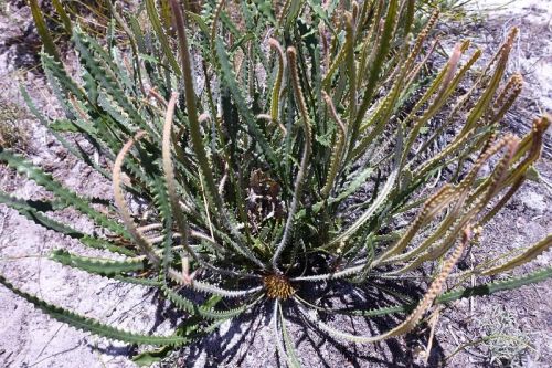 <i>Dryandra mimica</br>(Banksia mimica)</i><h6>Photo: Brian Moyle</h6></br></br>