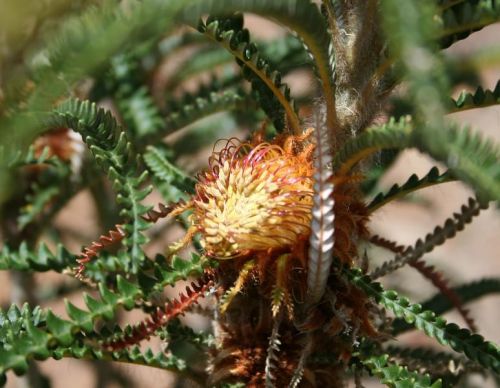 <i>Dryandra montana</br>(Banksia montana)</i><h6>Photo: Sarah Barrett DCBA</h6></br></br>