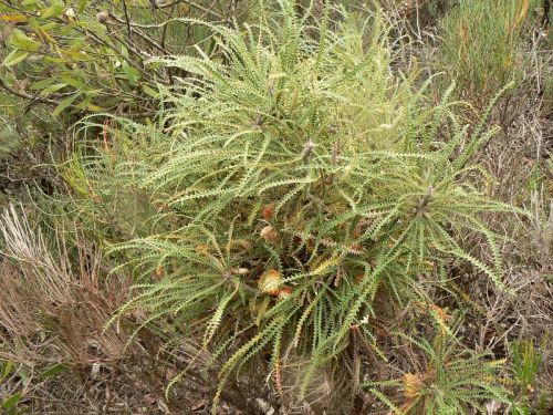 <i>Dryandra mucronulata</i> subsp. <i>mucronulata</br>(Banksia mucronulata)</i><h6>Photo: Margaret Pieroni</h6></br></br>