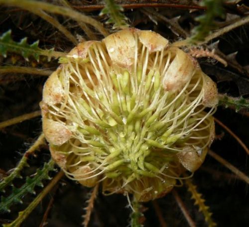<i>Dryandra mucronulata</i> subsp. <i>mucronulata</br>(Banksia mucronulata)</i><h6>Photo: Margaret Pieroni</h6></br></br>