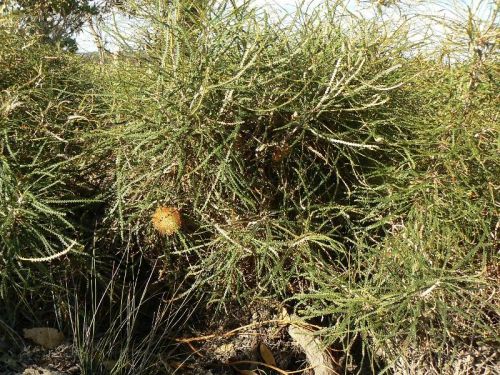 <i>Dryandra mucronulata</i> subsp. <i>retorsa</br>(Banksia mucronulata)</i><h6>Photo: Margaret Pieroni</h6></br></br>