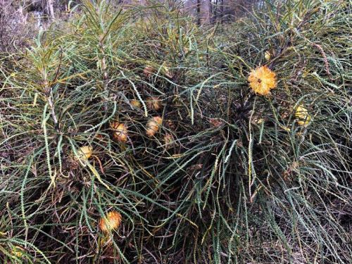 <i>Dryandra mucronulata</i> subsp. <i>retorsa</br>(Banksia mucronulata)</i><h6>Photo: Wendy Bradshaw</h6>