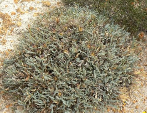 <i>Dryandra nana</br>(Banksia nana)</i><h6>Photo: Margaret Pieroni</h6></br></br>
