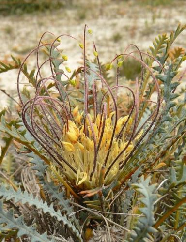 <i>Dryandra nana</br>(Banksia nana)</i><h6>Photo: Margaret Pieroni</h6></br></br>