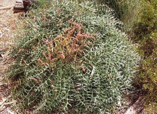 <i>Dryandra nervosa</br>(Banksia alliacea)</i><h6>Photo: Tony Cavanagh</h6></br></br>