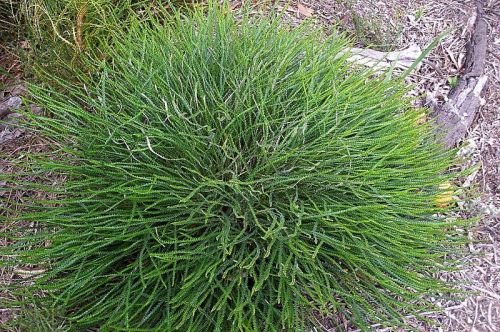 <i>Dryandra nivea</i> subsp. <i>nivea</br>(Banksia nivea</i> subsp. <i>nivea)</i><h6>Photo: Margaret Pieroni</h6></br></br>