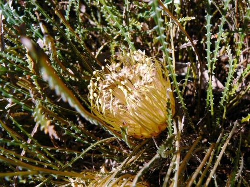 <i>Dryandra nivea</i> subsp. <i>nivea</br>(Banksia nivea</i> subsp. <i>nivea)</i><h6>Photo: Margaret Pieroni</h6></br></br>
