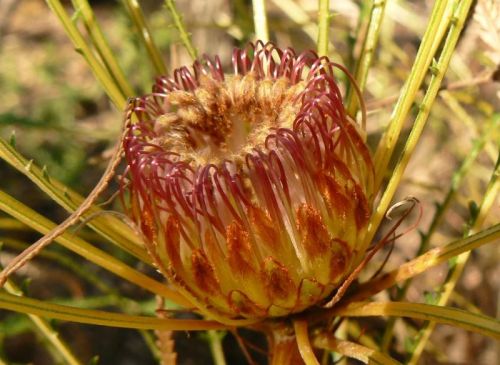 <i>Dryandra nivea</i> subsp. <i>uliginosa</br>(Banksia uliginosa</i> subsp. <i>nivea)</i><h6>Photo: Margaret Pieroni</h6></br></br>