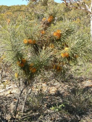 <i>Dryandra nobilis</i> subsp. <i>fragrans</br>(Banksia nobilis</i> subsp. <i>fragrans)</i><h6>Photo: Margaret Pieroni</h6></br></br>