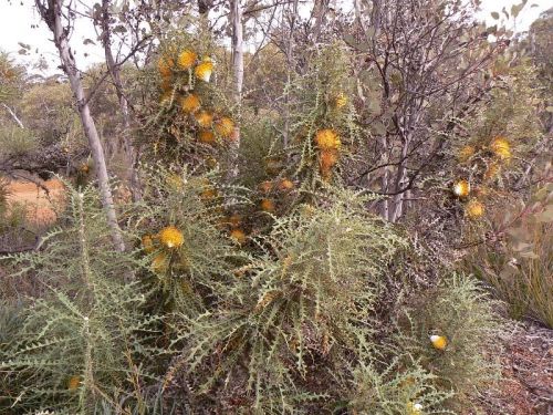 <i>Dryandra nobilis</i> subsp. <i>nobilis</br>(Banksia nobilis</i> subsp. <i>nobilis)</i><h6>Photo: Margaret Pieroni</h6></br></br>