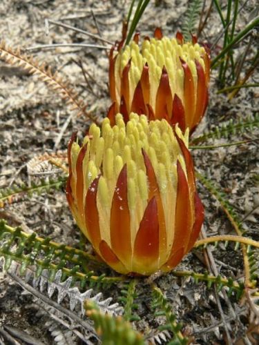 <i>Dryandra obtusa</br>(Banksia obtusa)</i><h6>Photo: Margaret Pieroni</h6></br></br>