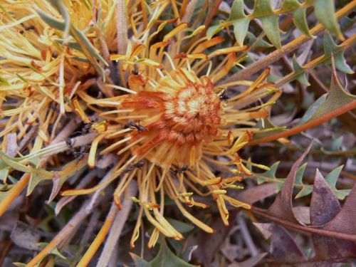 <i>Dryandra octotriginata</br>(Banksia octotriginata)</i><h6>Photo: Margaret Pieroni</h6></br></br>