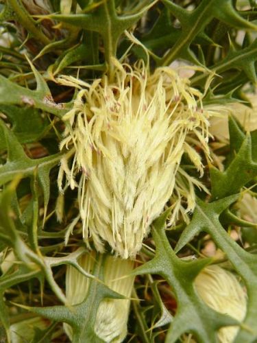 <i>Dryandra pallida</br>(Banksia pallida)</i><h6>Photo: Margaret Pieroni</h6></br></br>