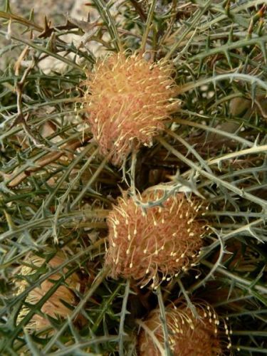 <i>Dryandra platycarpa</br>(Banksia platycarpa)</i><h6>Photo: Margaret Pieroni</h6></br></br>