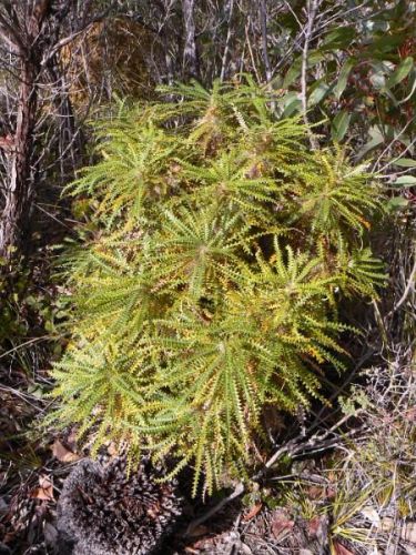 <i>Dryandra plumosa</i> subsp. <i>denticulata</br>(Banksia plumosa</i> subsp. <i>denticulata)</i><h6>Photo: Margaret Pieroni</h6></br></br>