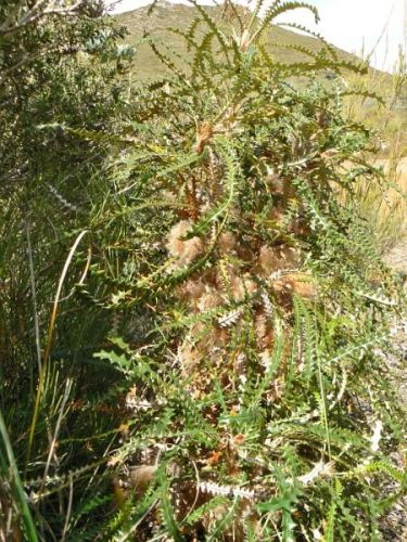 <i>Dryandra plumosa</i> subsp. <i>plumosa</br>(Banksia plumosa</i> subsp. <i>plumosa)</i><h6>Photo: Margaret Pieroni</h6></br></br>