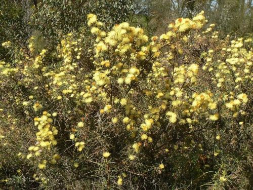 <i>Dryandra polycephala</br>(Banksia polycephala)</i><h6>Photo: Margaret Pieroni</h6></br></br>