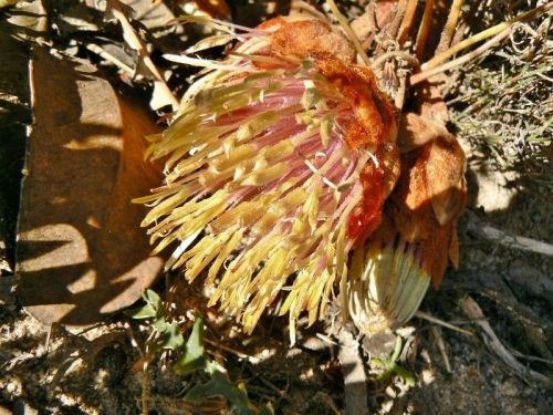 <i>Dryandra porrecta</i> - Eastern Form</br><i>(Banksia porrecta</i> - Eastern Form)<h6>Photo: Margaret Pieroni</h6></br></br>