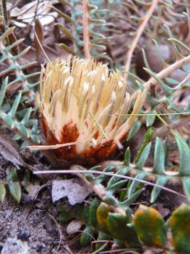 <i>Dryandra porrecta</i> - Western Form</br><i>(Banksia porrecta</i> - Western Form)<h6>Photo: Margaret Pieroni</h6></br></br>