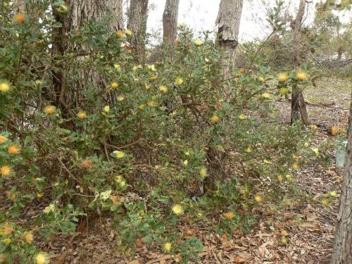 <i>Dryandra praemorsa</i> var. <i>praemorsa</br>(Banksia undata</i> var. <i>undata)</i><h6>Photo: Margaret Pieroni</h6></br></br>