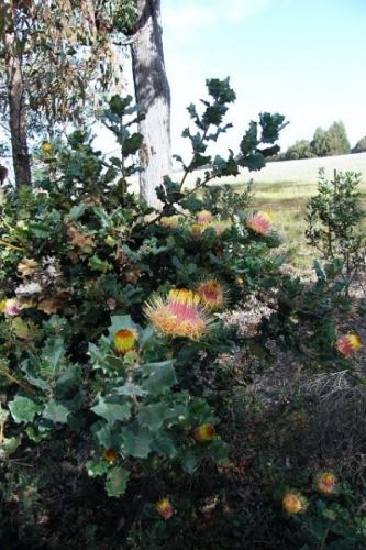 <i>Dryandra praemorsa</i> var. <i>splendens</br>(Banksia undata</i> var. <i>splendens)</i><h6>Photo: Lyn Alcock</h6></br></br>