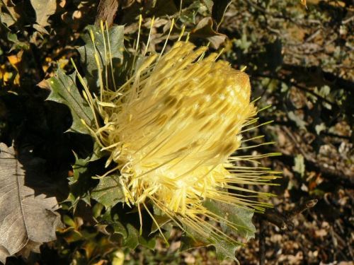 <i>Dryandra praemorsa</i> var. <i>splendens</br>(Banksia undata</i> var. <i>splendens)</i><h6>Photo: Margaret Pieroni</h6></br></br>