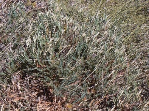 <i>Dryandra prionotes</br>(Banksia prionophylla)</i><h6>Photo: Margaret Pieroni</h6></br></br>
