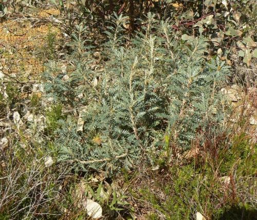<i>Dryandra serratuloides</i> subsp. <i>serratuloides</br>(Banksia serratuloides</i> subsp. <i>serratuloides)</i><h6>Photo: Margaret Pieroni</h6></br></br>