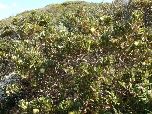 <i>Dryandra sessilis</i> var. <i>cordata</br>(Banksia sessilis</i> var. <i>cordata)</i><h6>Photo: Margaret Pieroni</h6></br></br>