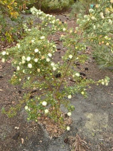<i>Dryandra sessilis</i> var. <i>cygnorum</br>(Banksia sessilis</i> var. <i>cygnorum)</i><h6>Photo: Margaret Pieroni</h6></br></br>