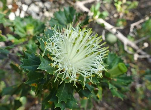 <i>Dryandra sessilis</i> var. <i>cygnorum</br>(Banksia sessilis</i> var. <i>cygnorum)</i><h6>Photo: Brian Moyle</h6></br></br>