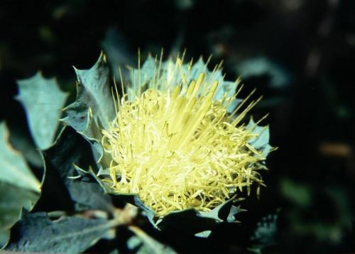 <i>Dryandra sessilis</i> var. <i>flabellifolia</br>(Banksia sessilis</i> var. <i>flabellifolia)</i><h6>Photo: Margaret Pieroni</h6></br></br>