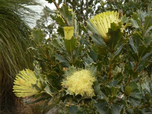 <i>Dryandra sessilis</i> var. <i>sessilis</br>(Banksia sessilis</i> var. <i>sessilis)</i><h6>Photo: Margaret Pieroni</h6></br></br>