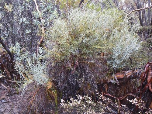 <i>Dryandra shanklandiorum</br>(Banksia shanklandiorum)</i><h6>Photo: Margaret Pieroni</h6></br></br>