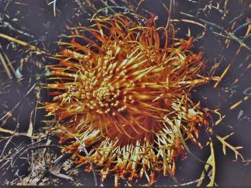 <i>Dryandra shanklandiorum</br>(Banksia shanklandiorum)</i><h6>Photo: Margaret Pieroni</h6></br></br>