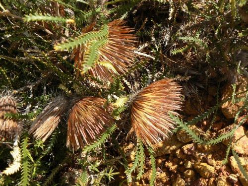 <i>Dryandra shuttleworthiana</br>(Banksia shuttleworthiana)</i><h6>Photo: Margaret Pieroni</h6></br></br>