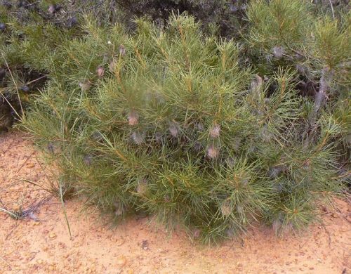 <i>Dryandra speciosa</i> subsp. <i>macrocarpa</br>(Banksia splendida</i> subsp. <i>macrocarpa)</i><h6>Photo: Margaret Pieroni</h6></br></br>