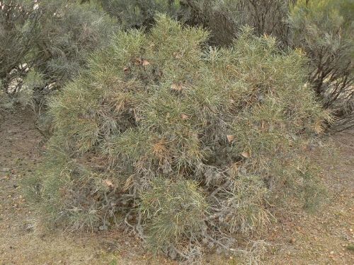 <i>Dryandra speciosa</i> subsp. <i>speciosa</br>(Banksia splendida</i> subsp. <i>splendida)</i><h6>Photo: Margaret Pieroni</h6></br></br>