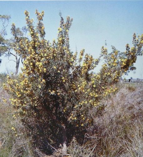 <i>Dryandra squarrosa</i> subsp. <i>argillacea</br>(Banksia squarrosa</i> subsp. <i>argillacea)</i><h6>Photo: Margaret Pieroni</h6></br></br>